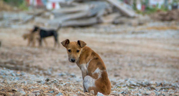 Cães em situação de abandono são encontrados pela Polícia Civil, em Santa Inês