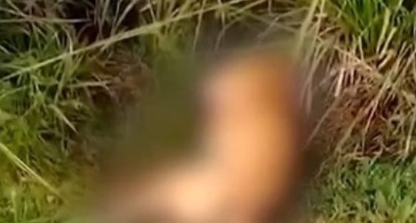Um cachorro morre depois de ser baleado e abandonado em estrada no Maranhão