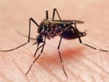 Dados do Ministério da Saúde apontam cenário de estabilidade dos casos de dengue no estado do Maranhão
