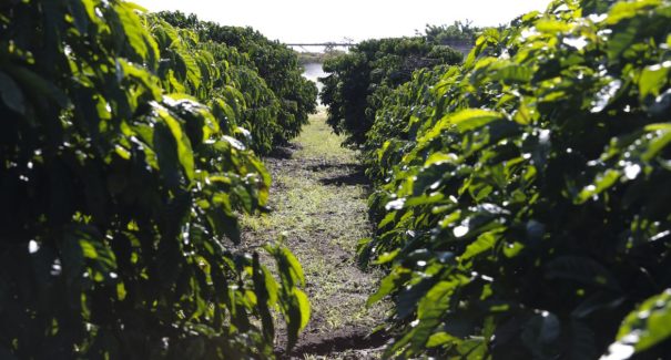 Cafeicultura surge como aposta para o desenvolvimento agrícola 