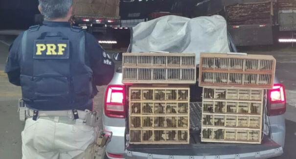 Polícia Rodoviária Federal apreende quase 100 pássaros silvestres em Caxias