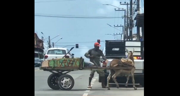 Animal de carga é agredido no Maiobão e gera revolta na internet
