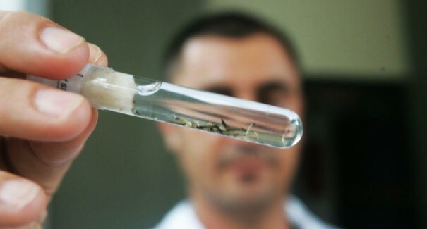 Vacina contra dengue deve estar disponível no início de 2026