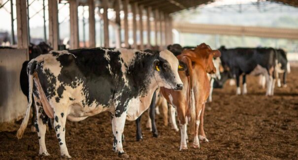 Campanha de vacinação contra febre aftosa é prorrogada até o dia 30 de junho