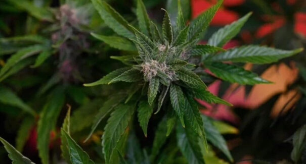 Superior Tribunal da Justiça concede permissão inédita para plantio e cultivo de maconha medicinal
