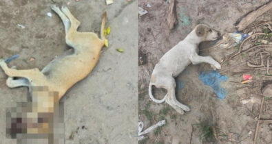 Homem suspeito de matar e torturar cães é preso, em Bacabal