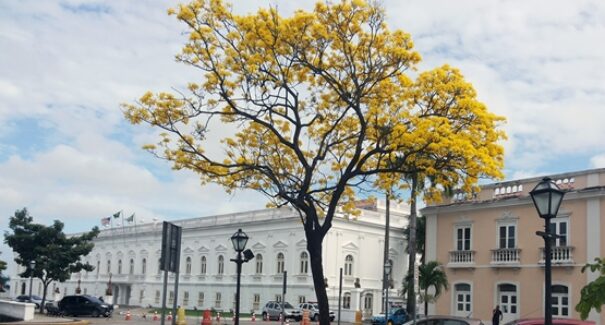 Colorido dos ipês toma conta da capital