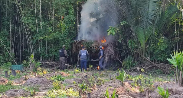 Três homens são presos por cultivo de maconha e porte ilegal de armas, na Baixada maranhense