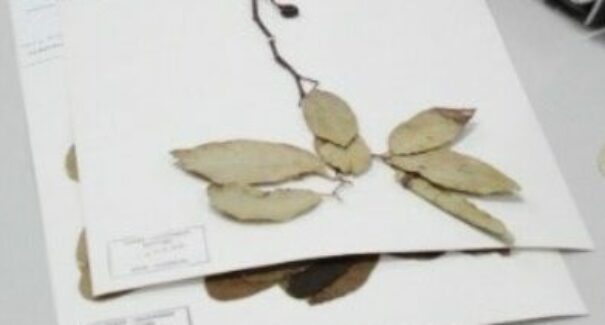 Estudante UFMA divulga pesquisa sobre espécies nativas da flora maranhense