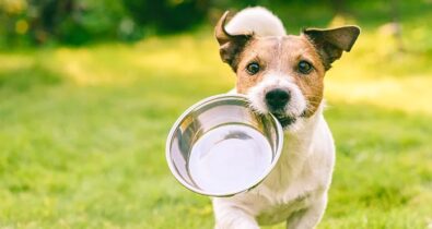 Alimentos indicados para dieta canina
