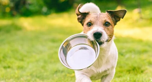 Alimentos indicados para dieta canina