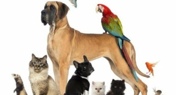 Conheça animais de estimação fora do padrão