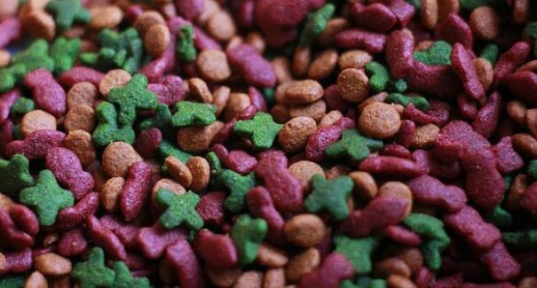 Alimentação felina: em qual fase seu gato está?