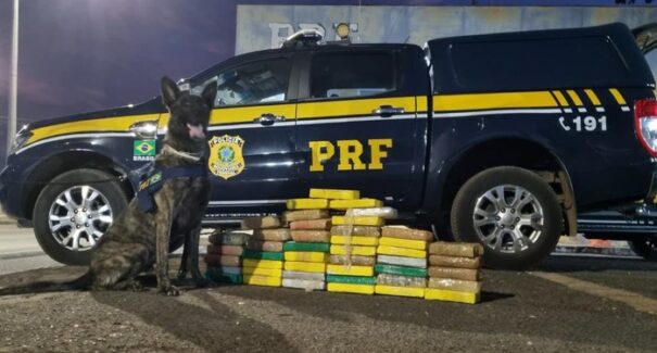 Cão farejador encontra R$ 7,3 milhões em drogas escondidos em veículo