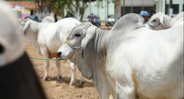 Após 2 anos de pandemia, Maranhão volta ser sede de feiras e exposições agropecuárias