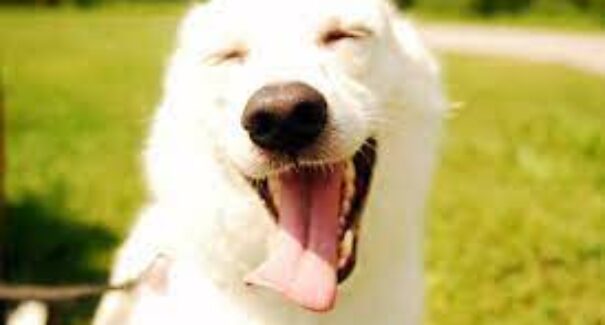 Descubra se seu cão é feliz