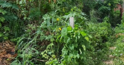 Em Ribamar, moradores encontram corpo de mulher em estado de decomposição