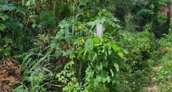 Em Ribamar, moradores encontram corpo de mulher em estado de decomposição