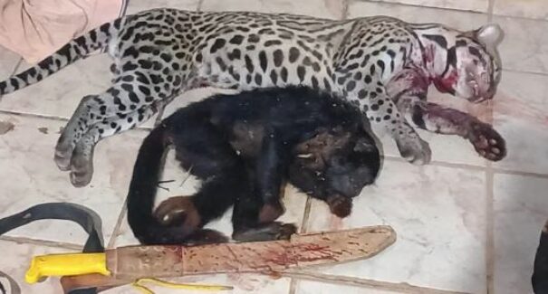 Em Marajá do Sena, homem suspeito de caçar e matar animais silvestres é preso