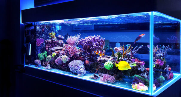 7 peixes ornamentais para iniciantes no aquarismo