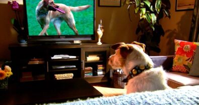 Filmes de cachorro: a tradição dos cinemas em sua casa