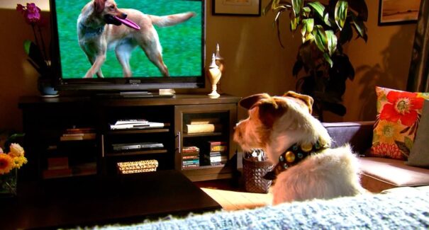 Filmes de cachorro: a tradição dos cinemas em sua casa