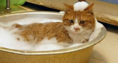 Gatos versus banho: o terror dos felinos