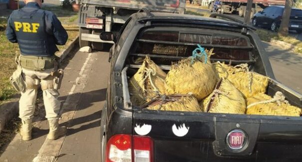 Carro é apreendido transportando caranguejos impróprios para consumo, na BR-135