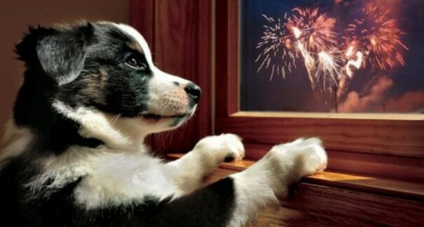 Fogos de artifício: o terror dos animais