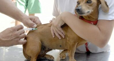 Dia D de vacinação antirrábica de cães e gatos ocorre neste sábado (5)