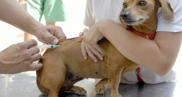 Dia D de vacinação antirrábica de cães e gatos ocorre neste sábado (5)