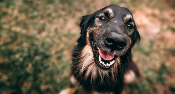 Dia Mundial do Cachorro: confira 7 atividades físicas para praticar com seu pet