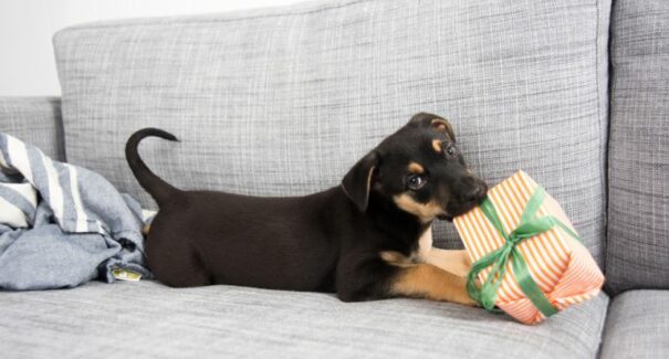 Presentes de natal para pets