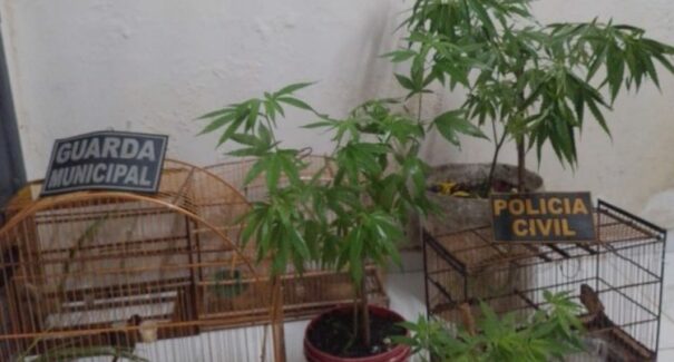 Homem é preso por tráfico de drogas e crime ambiental, em São  José de Ribamar