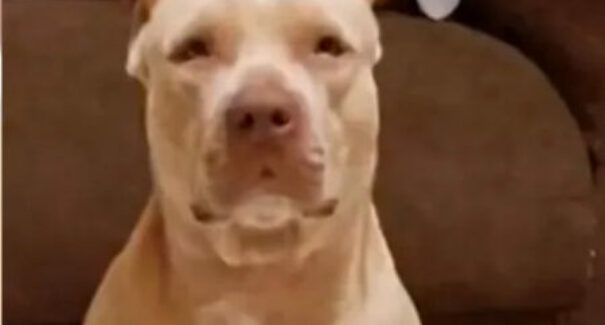 Bebê morre após ser atacado por pitbull da avó em Codó