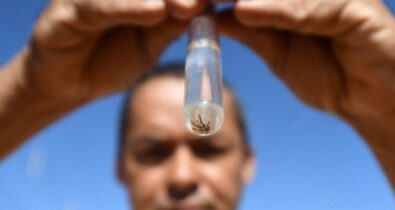 Dengue: Butantan desenvolve vacina em dose única