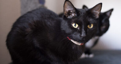 Cerca de 21% da população de gatos nos abrigos possui coloração de pelos preta