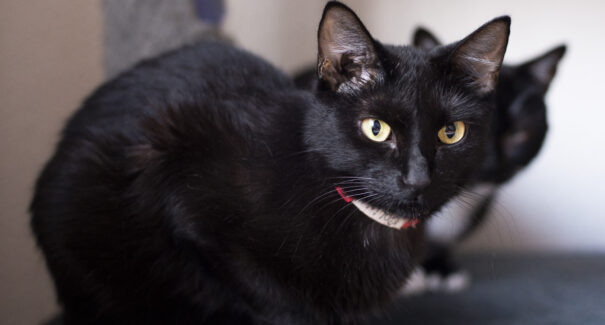 Cerca de 21% da população de gatos nos abrigos possui coloração de pelos preta