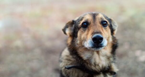 Abandono de animais de estimação em ruas e rodovias é recorrente no período de férias