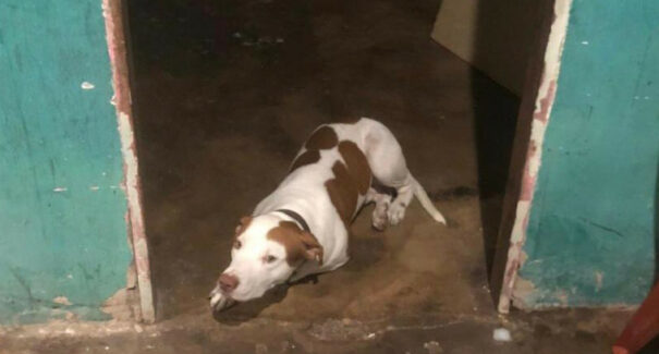 Em Santa Inês, bebê de um ano deixado sozinho com pitbull é resgatado