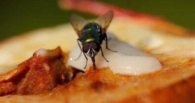 Entenda o que é a “Virose da mosca”, os sintomas e como evitar