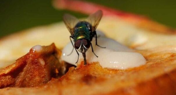 Entenda o que é a “Virose da mosca”, os sintomas e como evitar