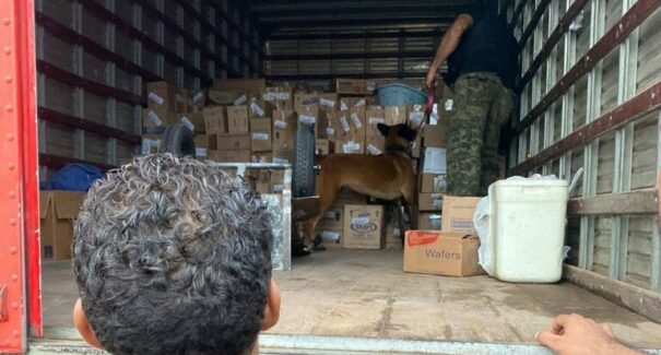 Polícia realiza fiscalização com cães farejadores durante Carnaval em São Luís
