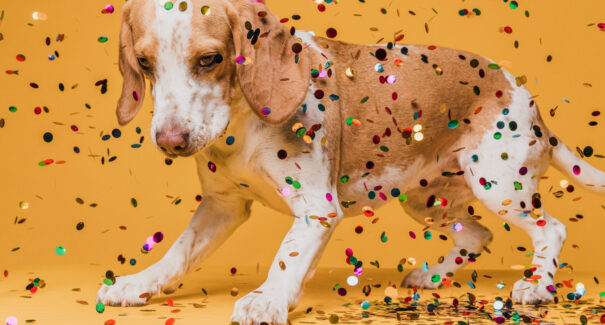 Inscrições para o ‘CarnaPet’ do Hospital Veterinário da UEMA vai até sexta-feira (3)