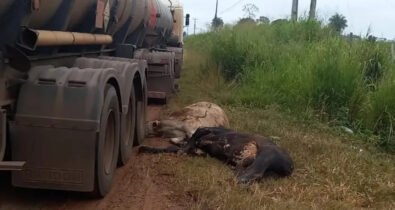 Carreta atropela e mata 22 vacas no Maranhão