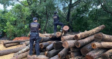 PF combate venda ilegal de madeiras de terras indígenas maranhenses