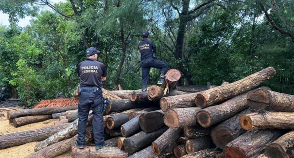 PF combate venda ilegal de madeiras de terras indígenas maranhenses