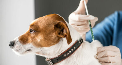 Campanha de vacinação antirrábica para cães e gatos encerra neste sábado (25)