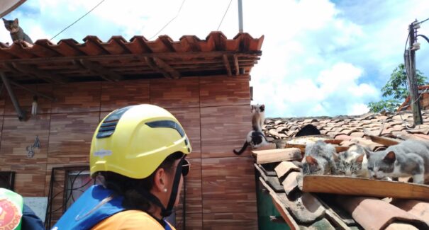 Equipes do Corpo de Bombeiros resgatam animais domésticos vítimas das enchentes