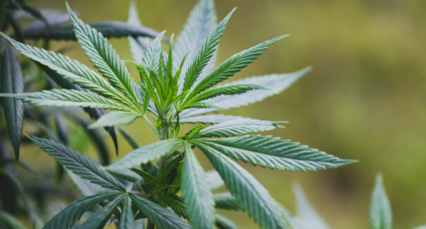Governo Federal tenta regular o plantio da cannabis medicinal